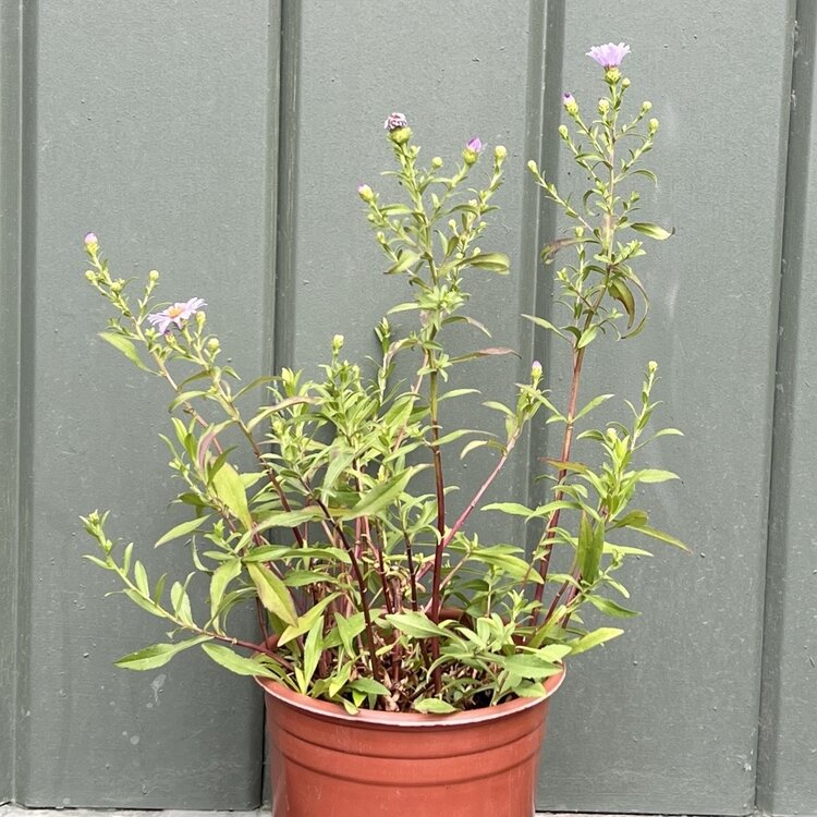 Aster chilensis 'Purple Haze' CalNative 1 gal