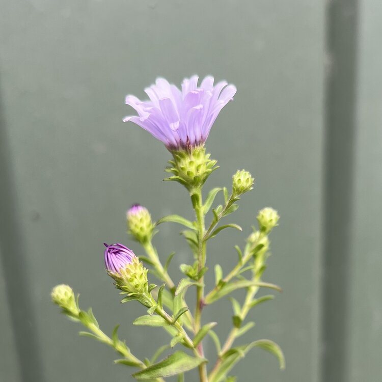 Aster chilensis 'Purple Haze' CalNative 1 gal