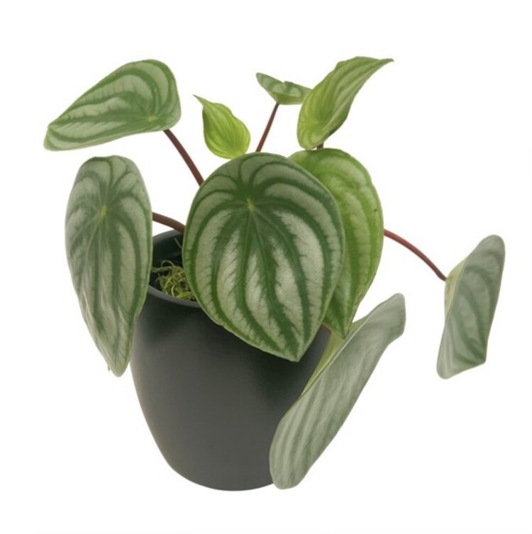 Peperomia 'Watermelon'