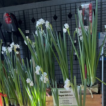 Narcissus Bulbs 'Paperwhite Ziva' 12-pack