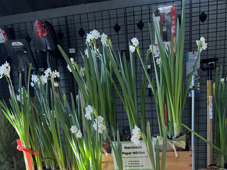 Narcissus Bulbs 6/bag