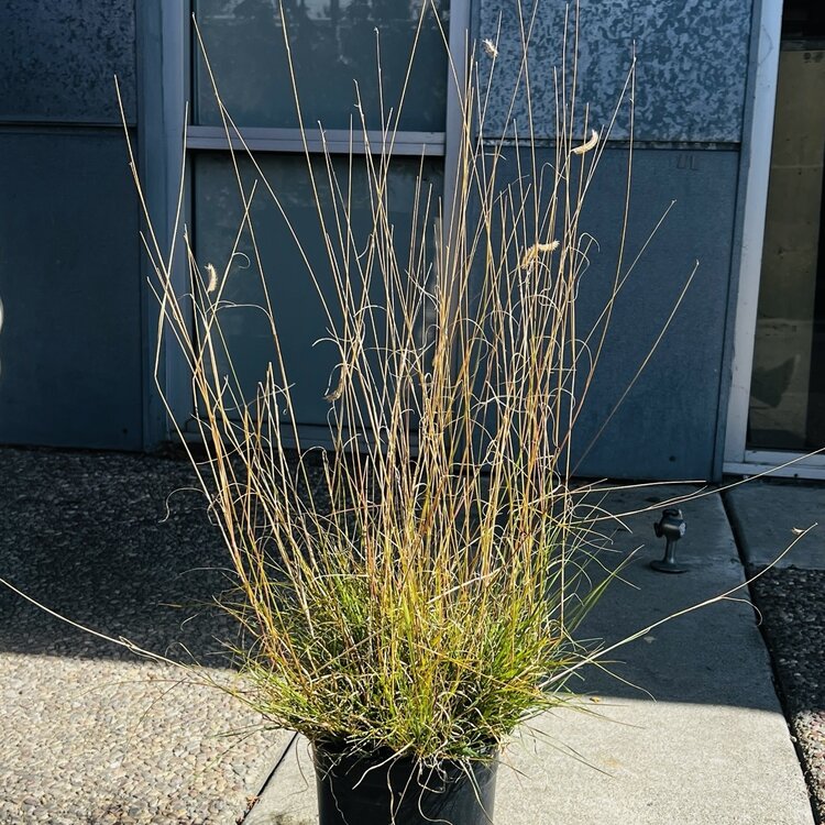 Bouteloua gracilis CalNative 1 gal