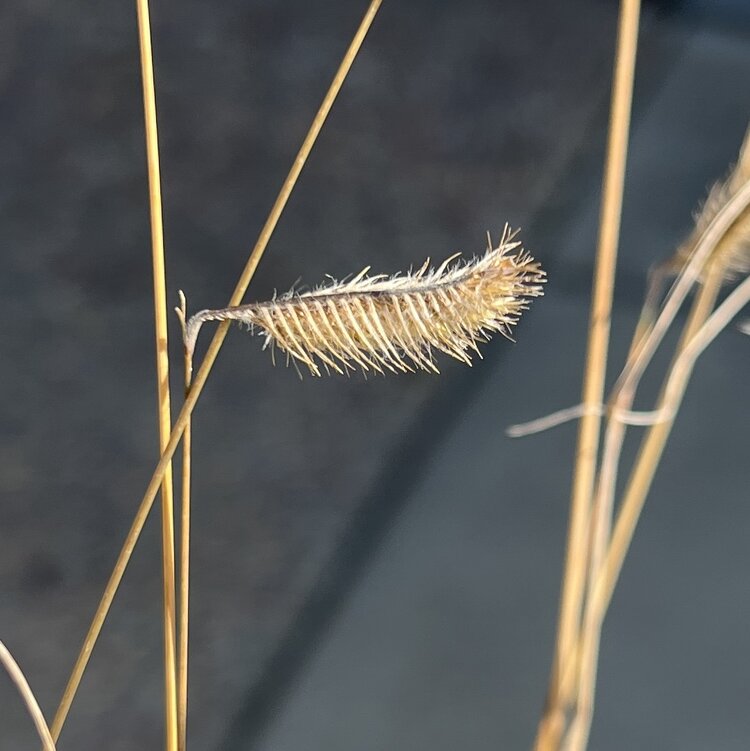 Bouteloua gracilis CalNative 1 gal