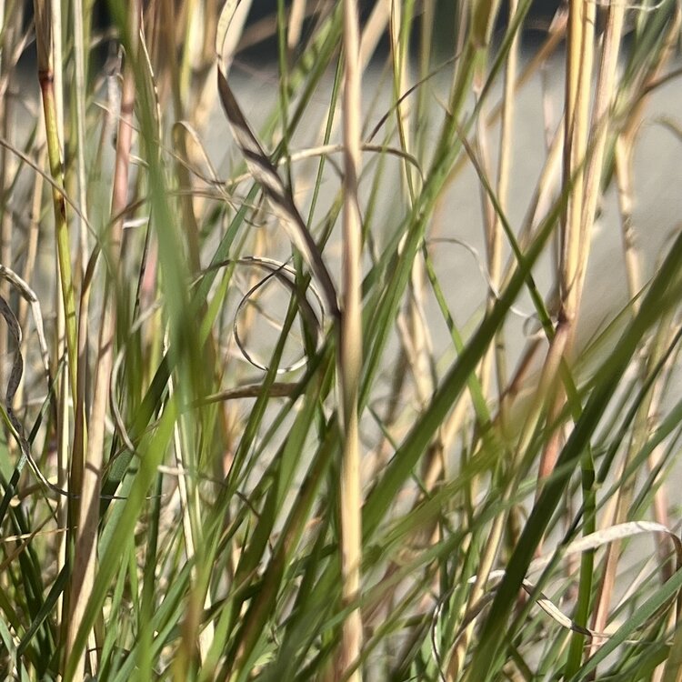 Bouteloua gracilis CalNative 1 gal