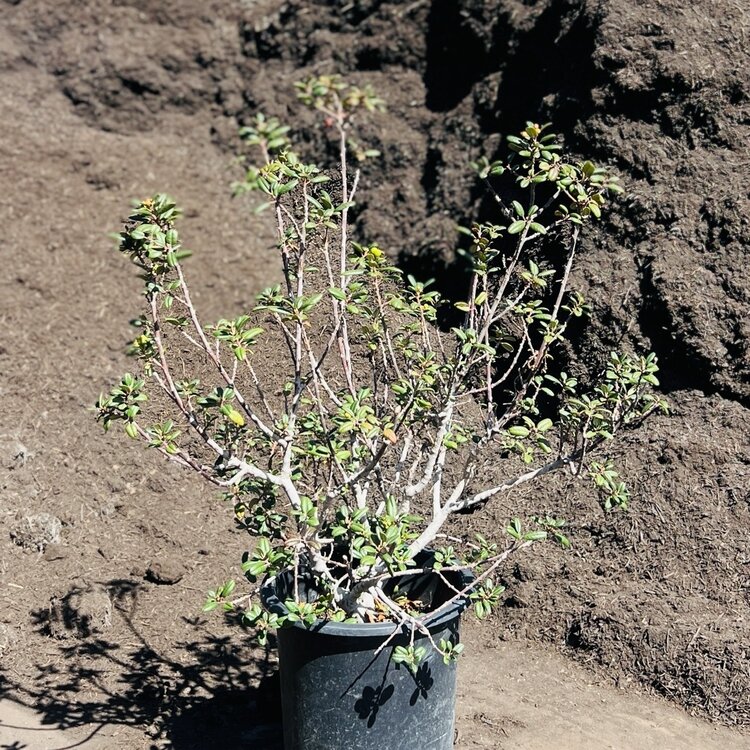 Rhamnus cal. Leatherleaf CalNative 5 gal