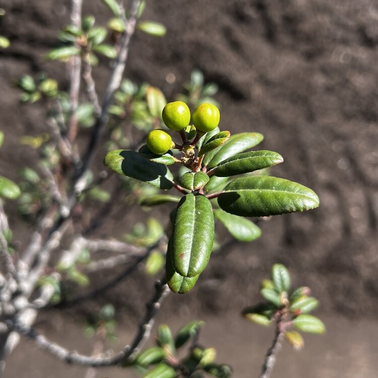 Rhamnus cal. Leatherleaf CalNative 5 gal
