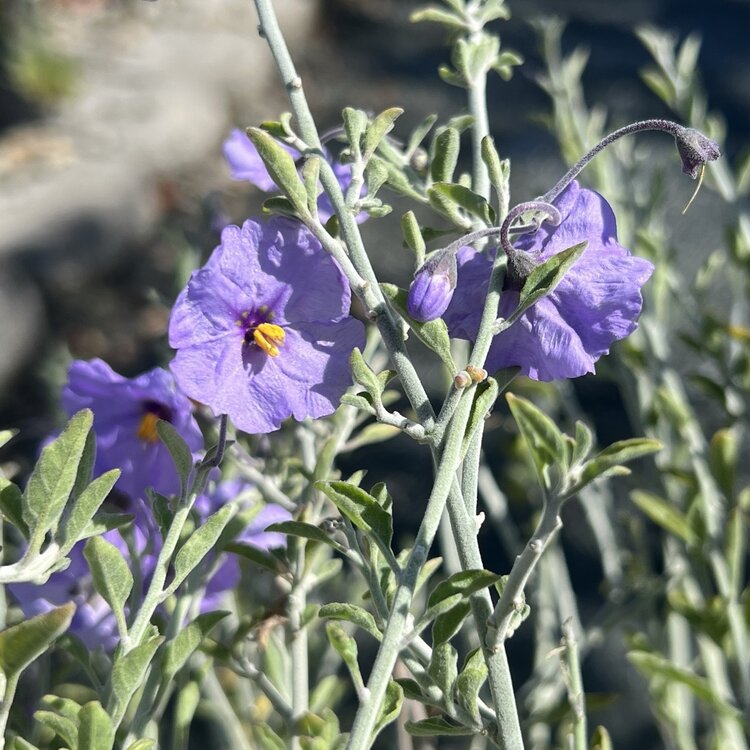 Solanum 'Genesy Blues' CalNative