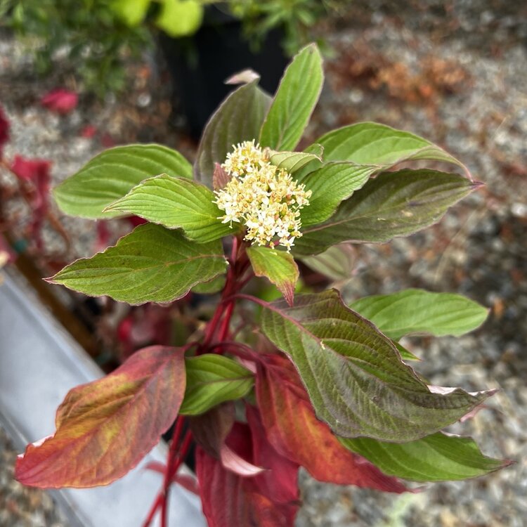Cornus baileyi CalNative 5 gal