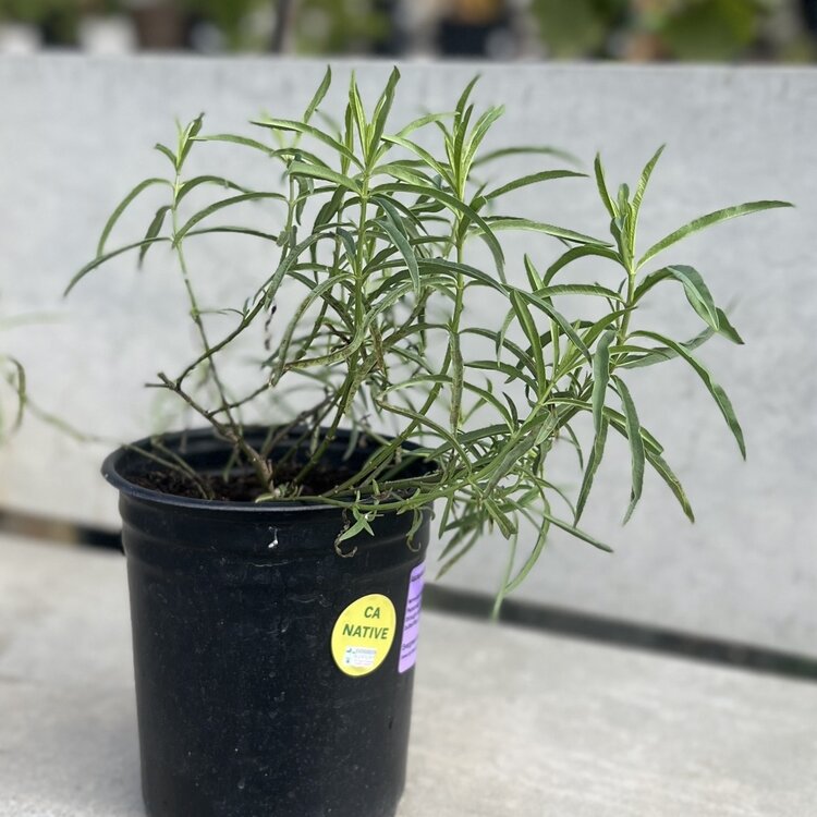 Asclepias fascicularis (Milkweed) CalNative