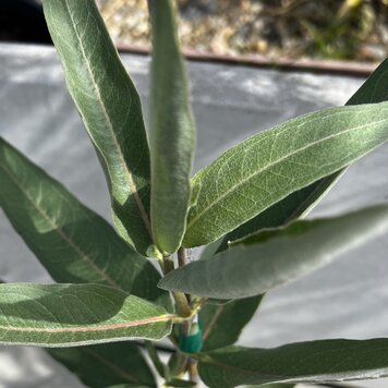 Asclepias speciosa 'Showy Milkweed'