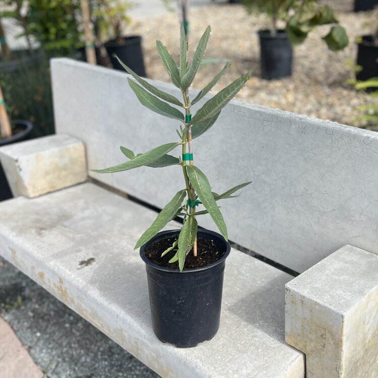 Asclepias speciosa (Showy Milkweed) CalNative 1 gal