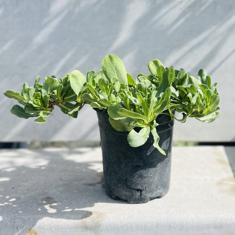 Grindelia stricta var. platyphylla 'Mendocino' CalNative 1 gal