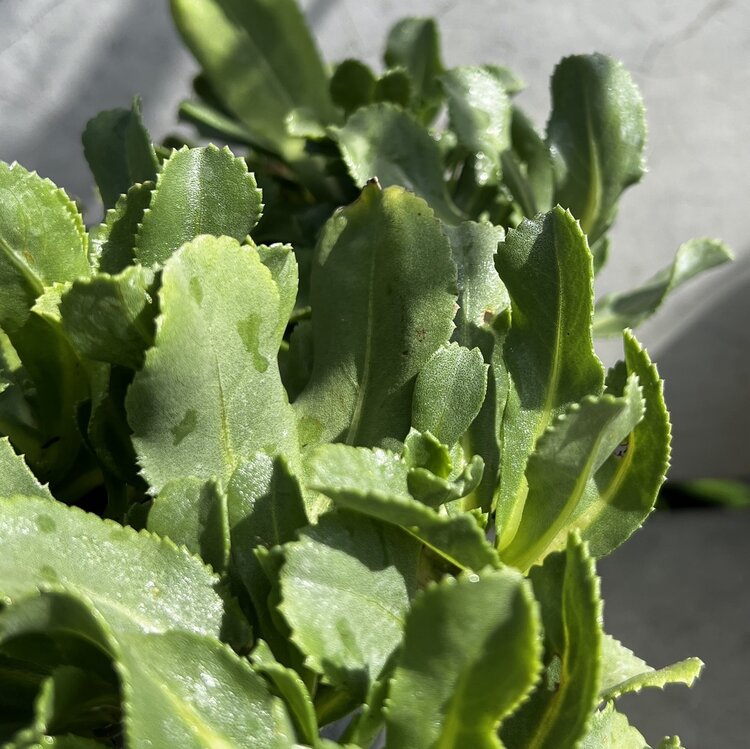 Grindelia stricta var. platyphylla 'Mendocino' CalNative 1 gal