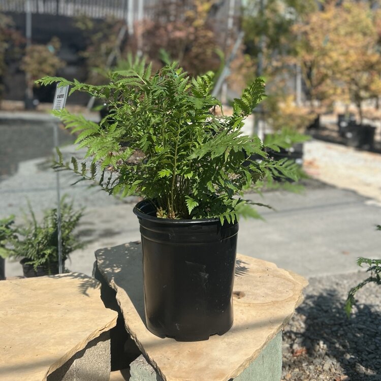 Fern Woodwardia fimbriata CalNative