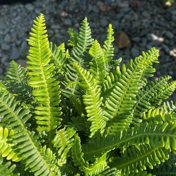 Fern Blechnum spicant
