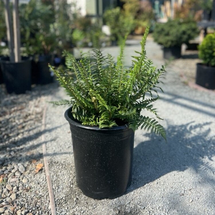 Fern Polystichum munitum CalNative