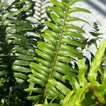 Fern Polystichum munitum