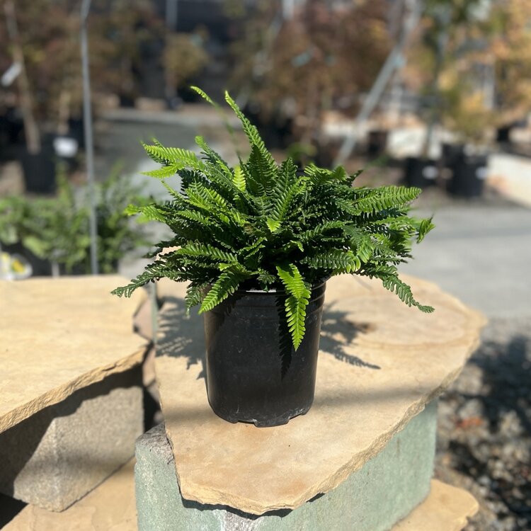 Fern Blechnum spicant 'Deer Tongue' CalNative 1 gal