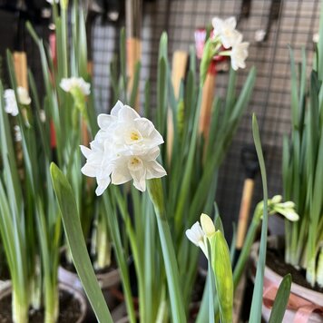 Narcissus 'Paperwhite Ziva' in BULK