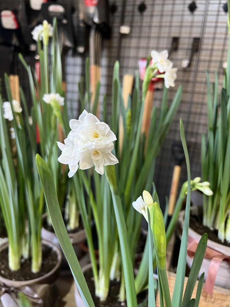 Narcissus Paperwhite Ziva 17/+ cm 2025