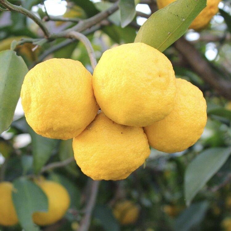 Lime 'Yuzu' 5 gal Dwarf