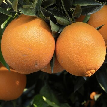 Orange 'Navel Robertson'