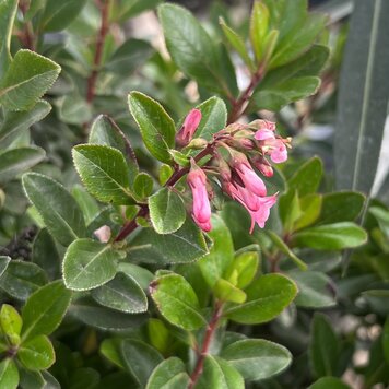 Escallonia Fradesii