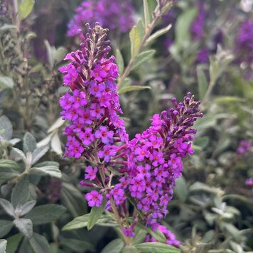 Buddleia x BE® Birthday Cake™