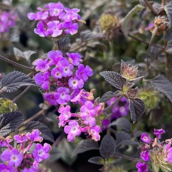 Lantana 'Trailing Lavender'