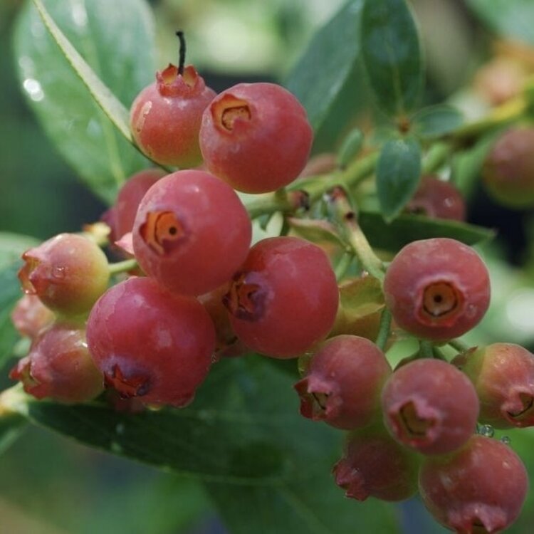 Blueberry 'Pink Lemonade'
