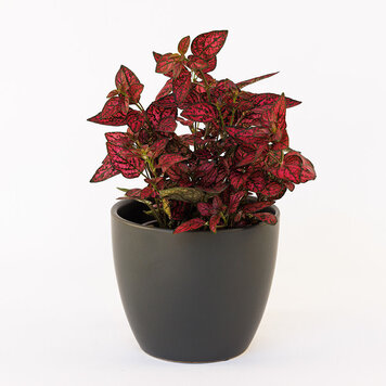 Hypoestes Polka Dot, Red