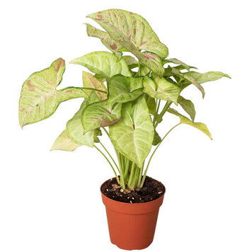 Syngonium 'Milk Confetti'