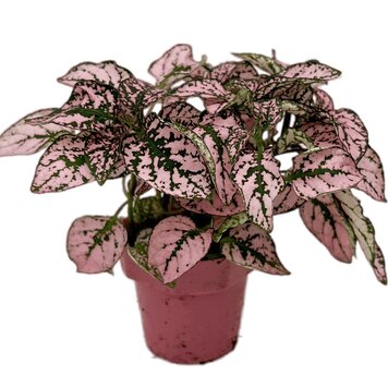 Hypoestes 'Pink Polka Dot'