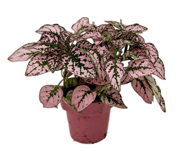 Hypoestes 'Pink Polka Dot'