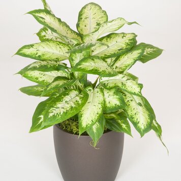Dieffenbachia 'Camille'