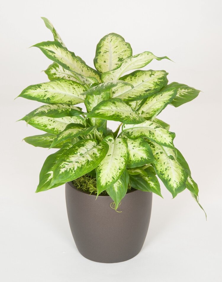 Dieffenbachia Camille