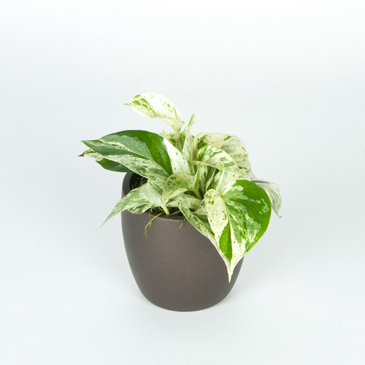 Pothos 'Marble Queen'