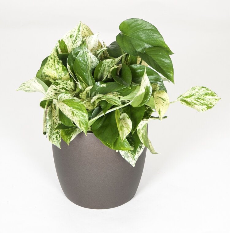 Pothos 'Marble Queen'