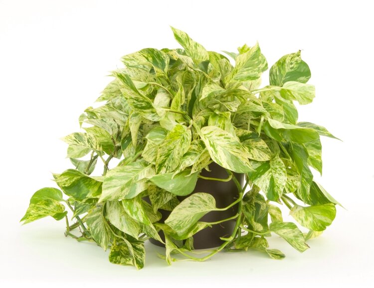 Pothos 'Marble Queen'