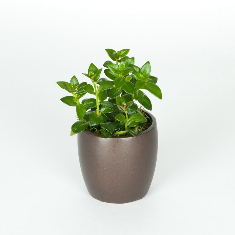 Goldfish Plant