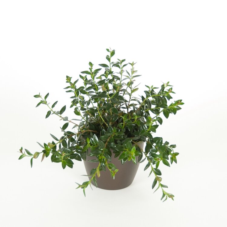 Goldfish Plant