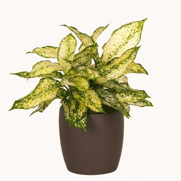 Aglaonema 'First Diamond'