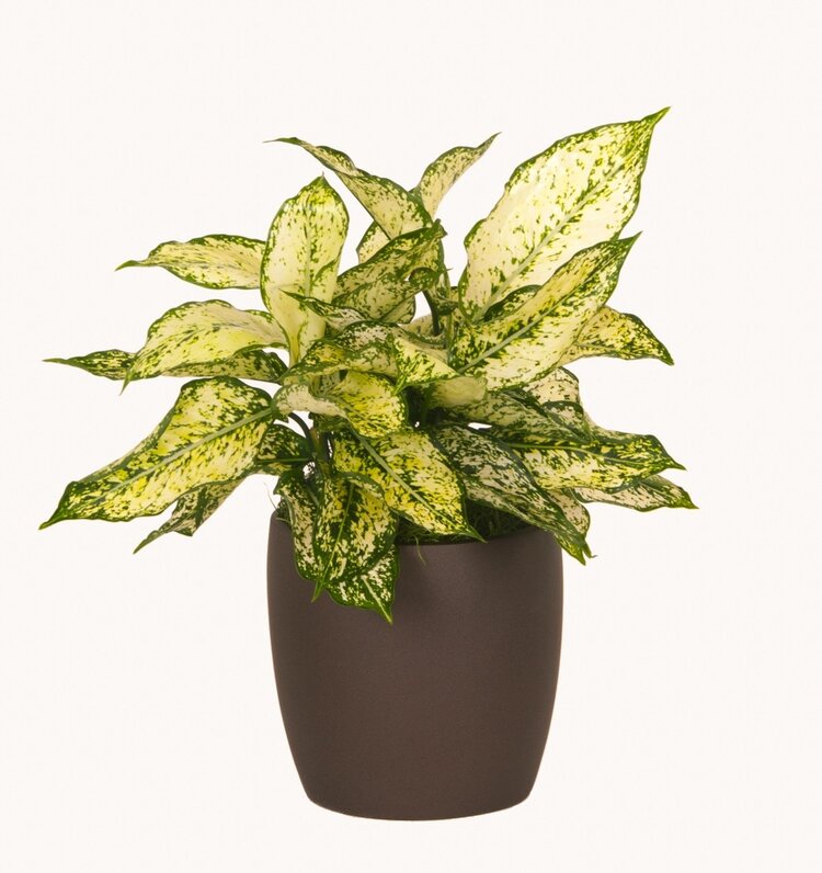 Aglaonema 'First Diamond' 6"