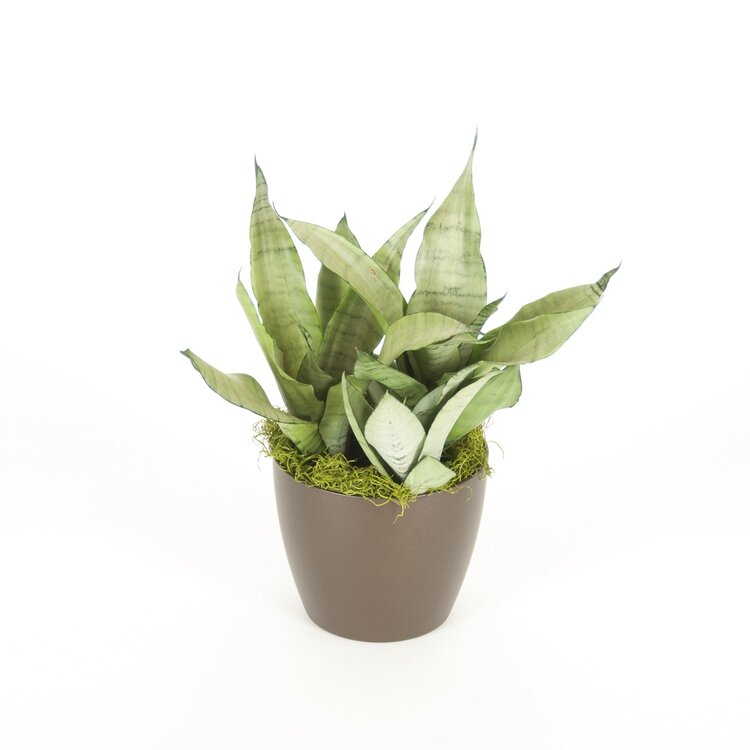 Sansevieria trifasciata 'Moonshine'