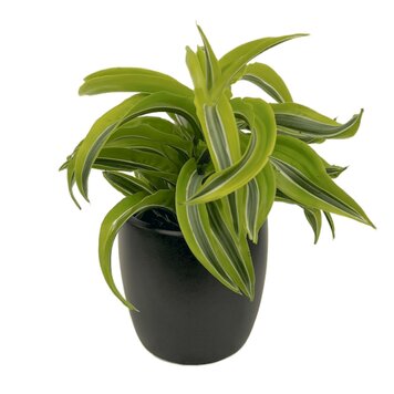 Dracaena Lemon Surprise