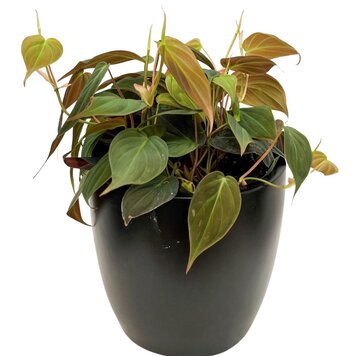 Philodendron 'Micans'