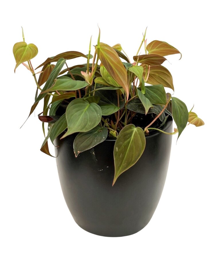 Philodendron Micans 4"