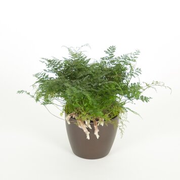 Fern 'Rabbit's Foot'