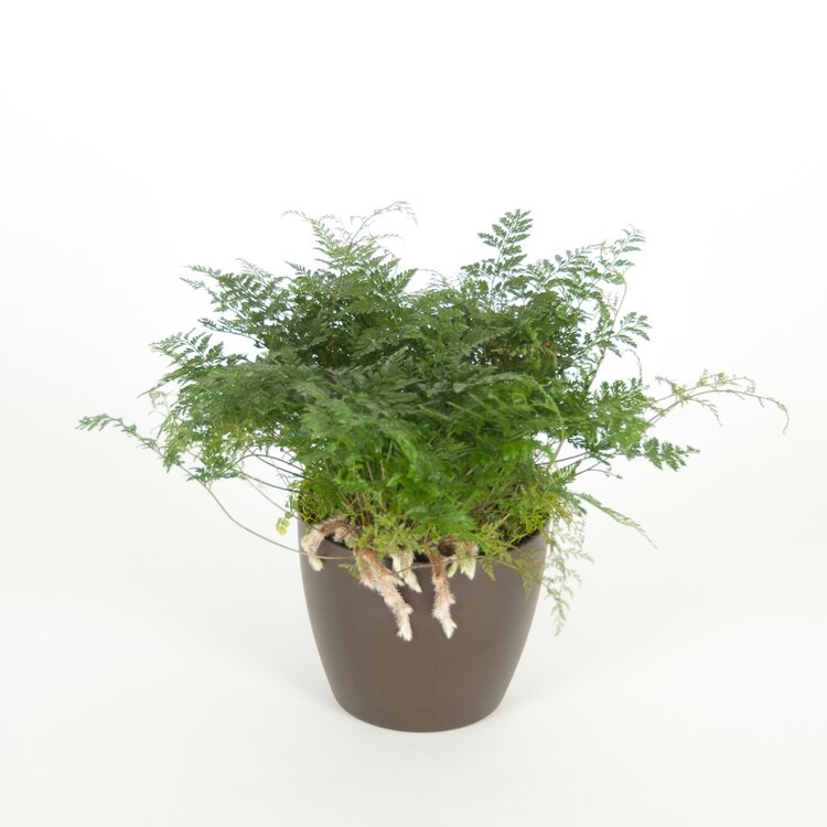 Fern Rabbit's Foot 4"