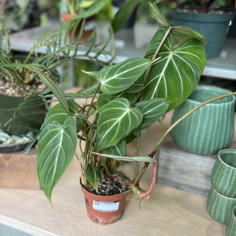 Philodendron gloriosum